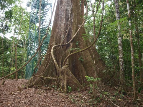 Giant Kapok Tree -  rainforest tourist info centre